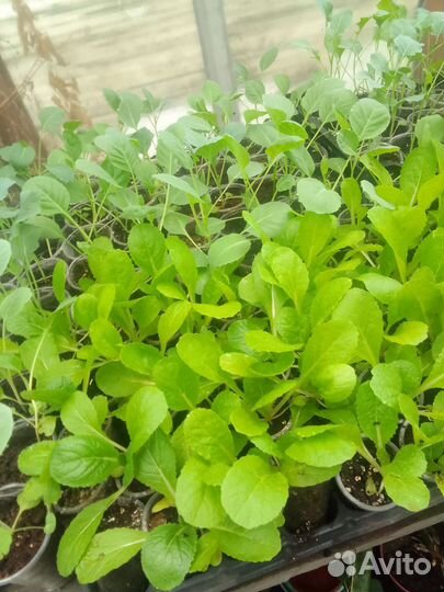 Рассада сладкого перца, помидор, капусты