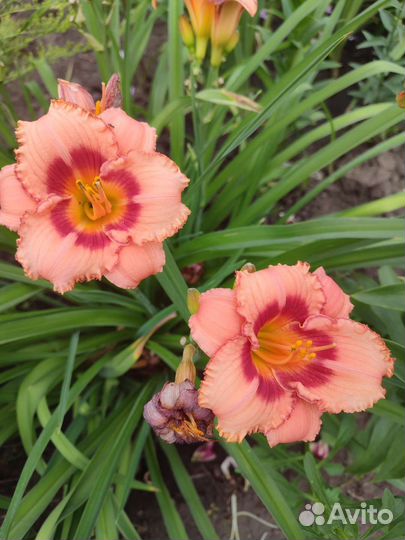 Лилейники сортовые