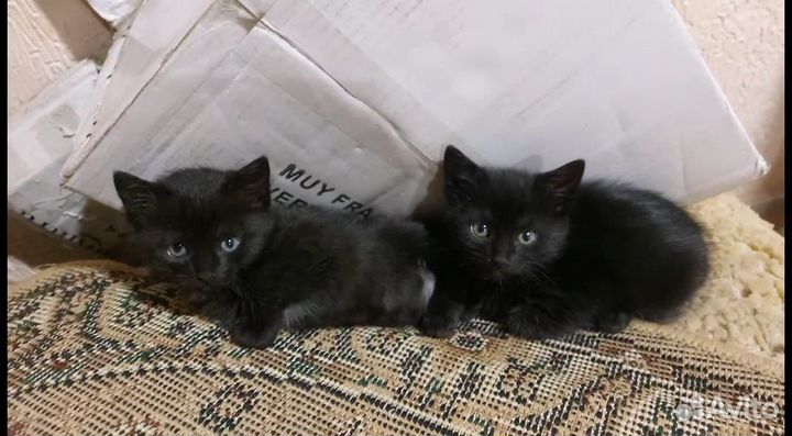 Котята в добрые руки