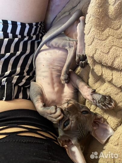 Кошка сфинкс
