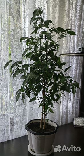 Фикус карликовый