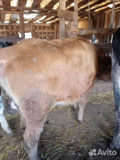 Корова телка