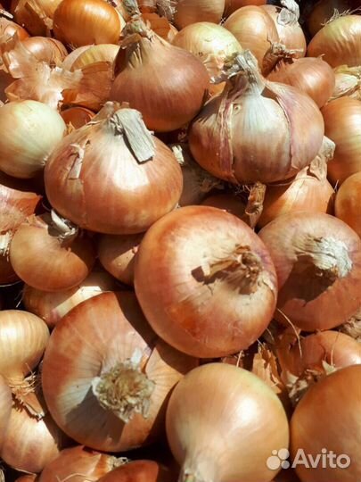 Штутгарт из севка. Стардаст. Лук на выгонку пера