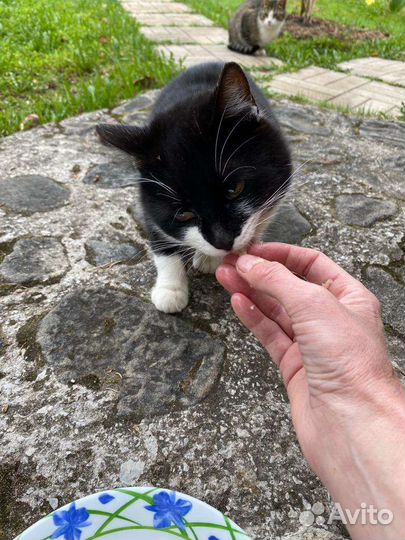 Котики в добрые руки