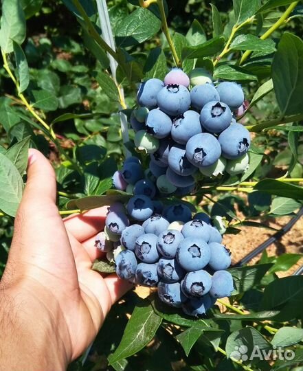 Саженцы голубики