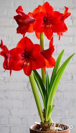 Гиппеаструм амариллис