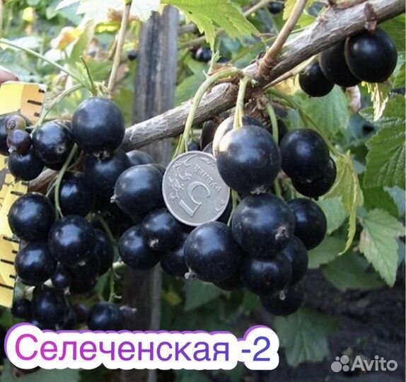 Смородина селеченская -2