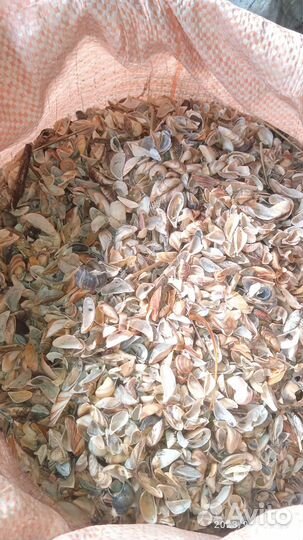 Курицам ракушка для еды