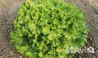 Семена Салата 