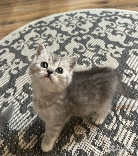 Котята шотландцы