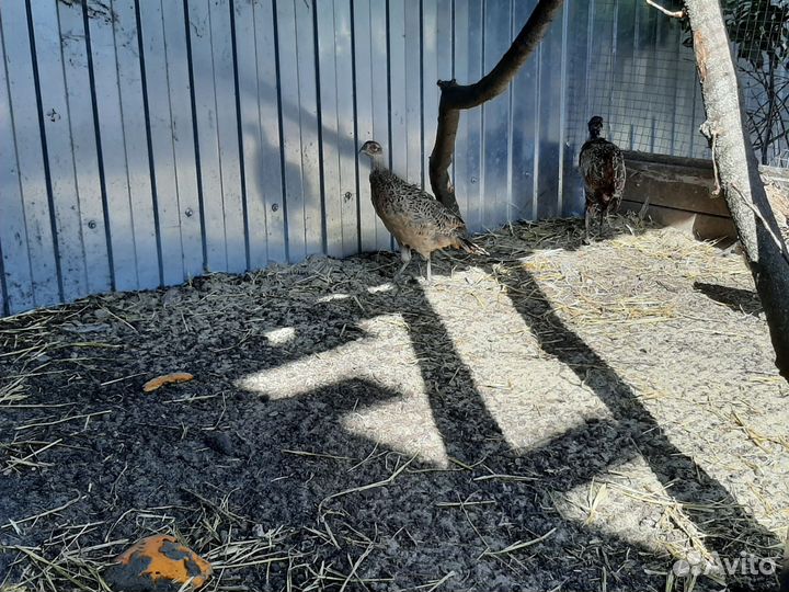 Фазан охотничий