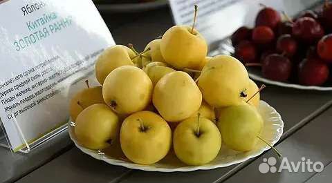 Ранетка Янтарная /Китайка Золотая