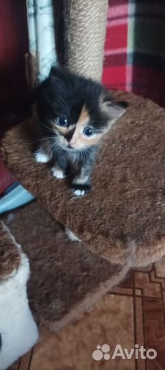 Котята отдам в добрые руки бесплатно