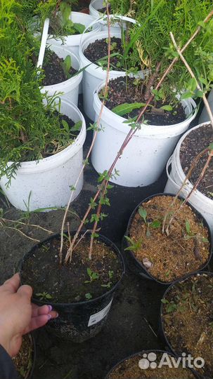 Саженцы чубушника (жасмин)