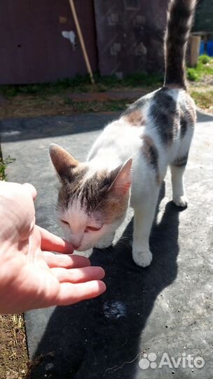 Кошка ищет дом