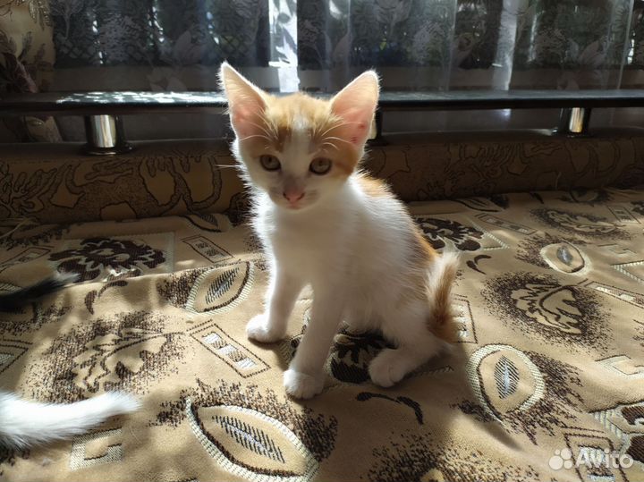 Кошка