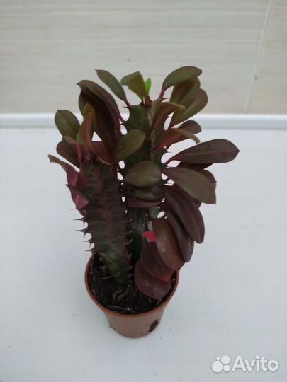 Суккуленты и кактусы