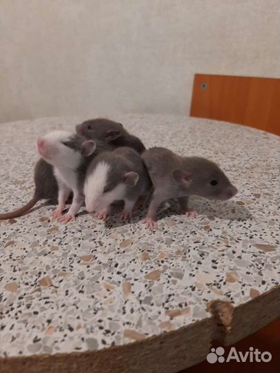 Крысята декоративные