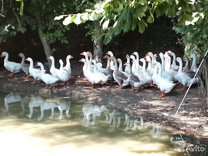 Холмогорские гуси и Линда