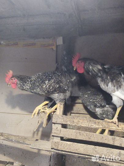 Петушки доминант, кучинские, гуси и утки