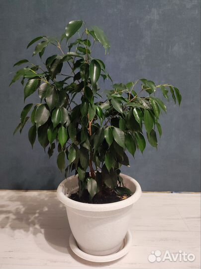 Фикус Бенджамина