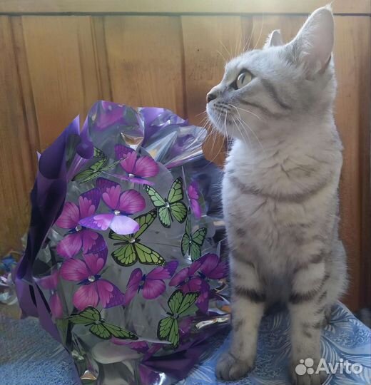 Светящиеся бабочки и мыльные розы