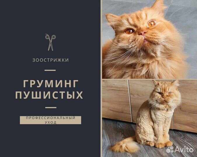 Стрижка кошек на дому