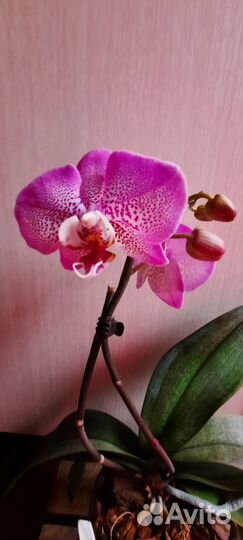 Орхидея фаленопсис