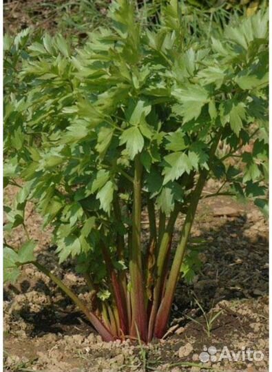 Любисток многолетний