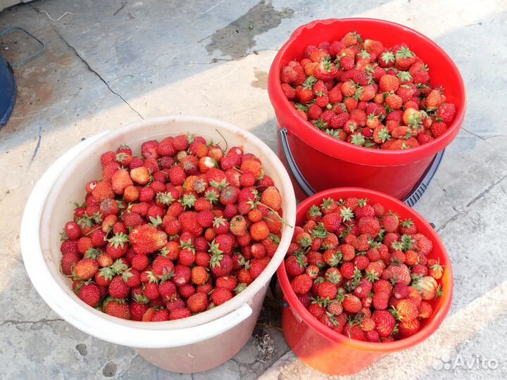 Продам рассаду клубники