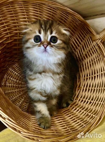 Шотландская