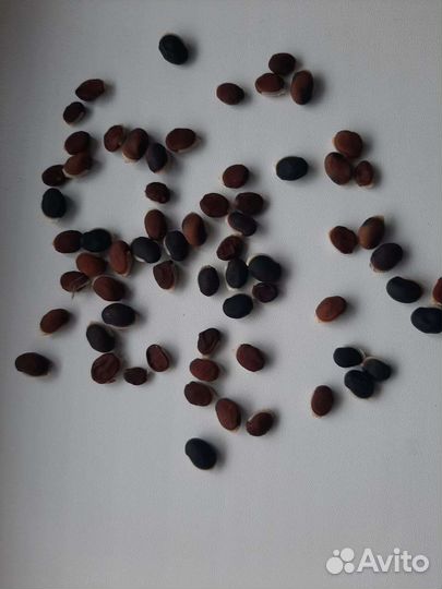 Семена Долихос лаблаб