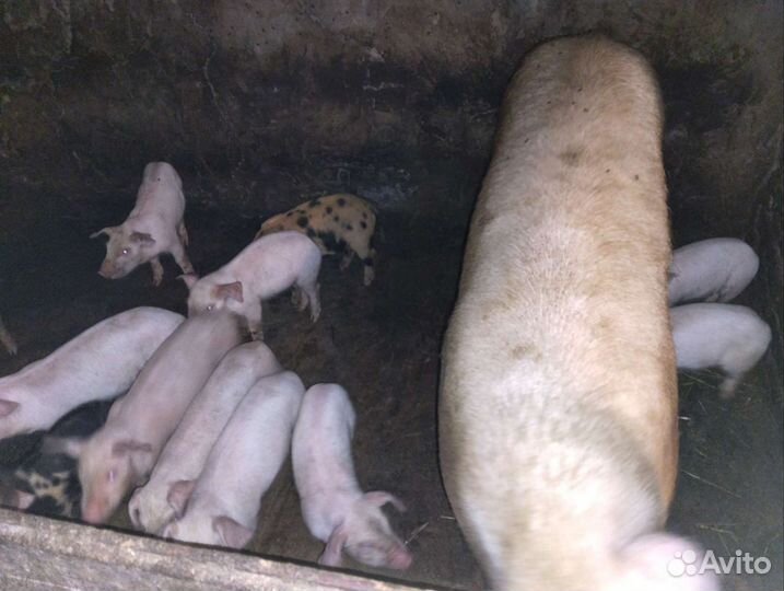 Поросята