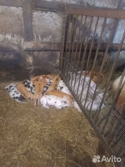 Продажа поросят