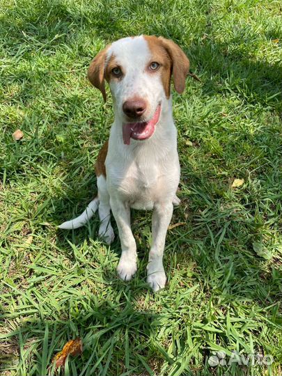 Собаки бесплатно в добрые руки щенки