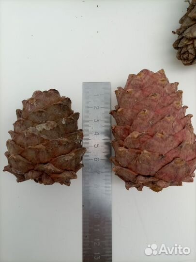 Шишка кедровая