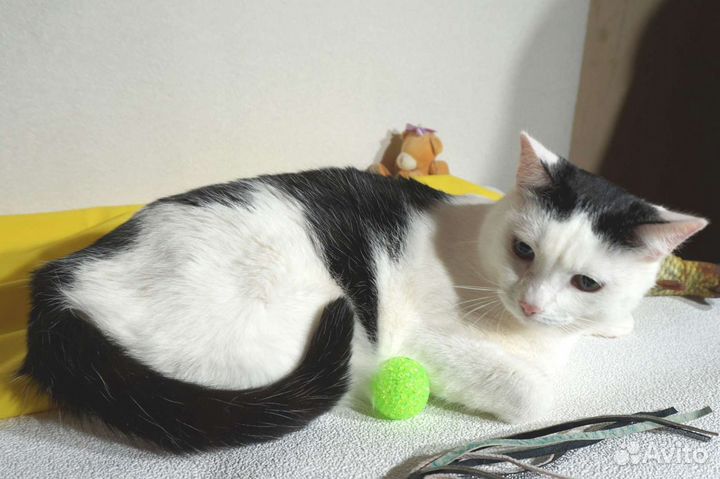 Кот Тюбик (4 года)