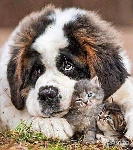 Передержка домашних питомцев