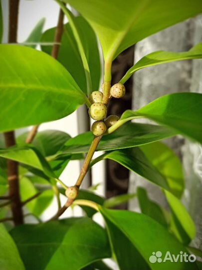 Фикус пур голд