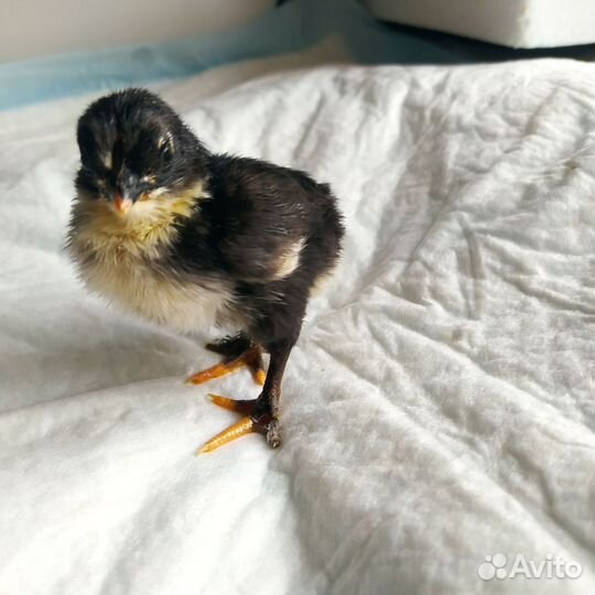 Цыплята разных пород из своих яиц