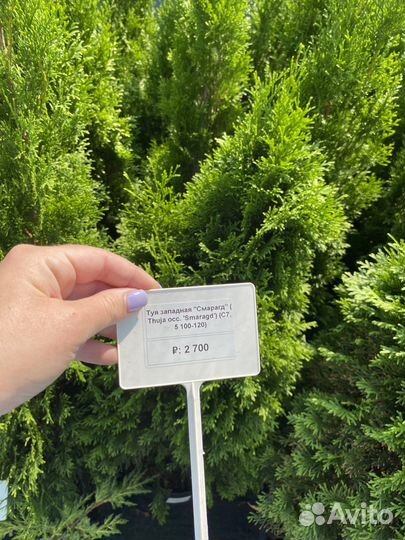 Туя западная смарагд 1-1,2м