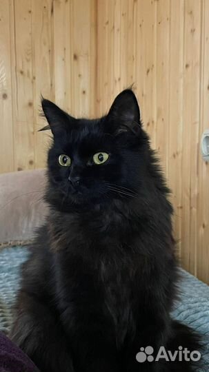 Котик мышелов