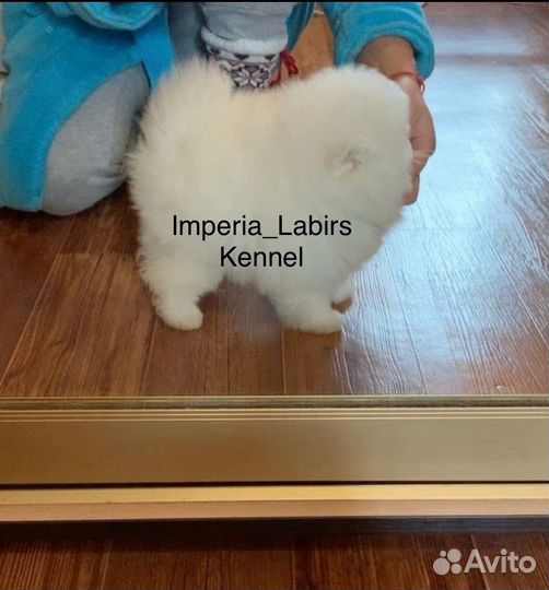 Шпиц