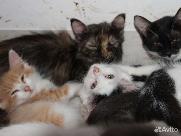 Котята мальчики и девочки