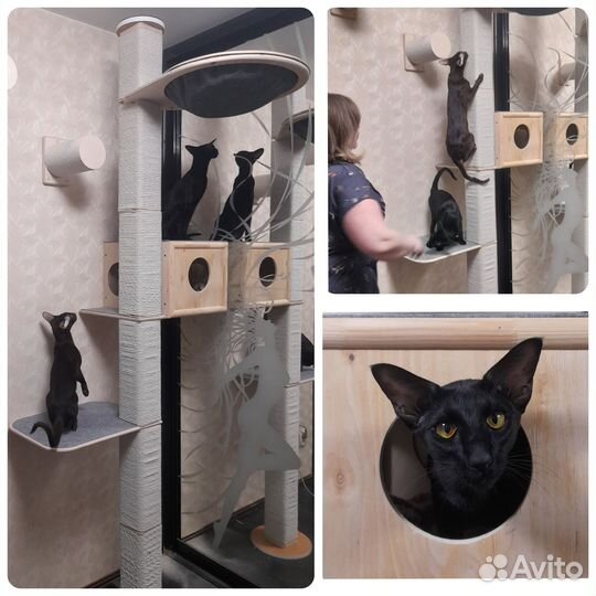 Когтеточка, когтедерка, комплекс, домик