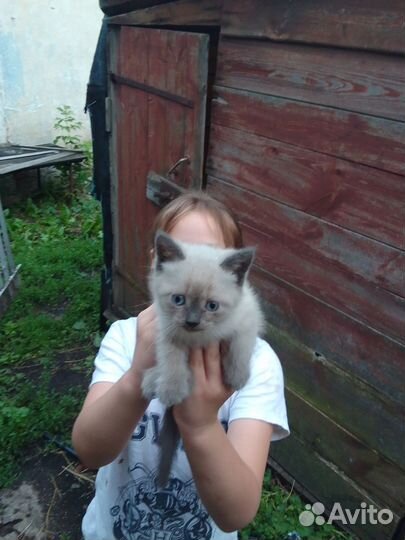 Котенок в дар бесплатно