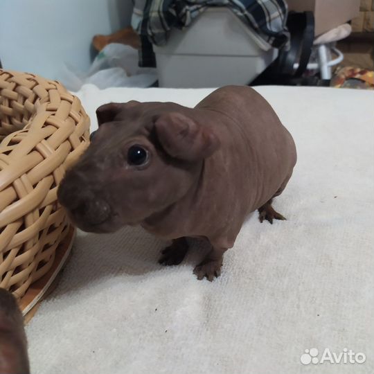 Мини бегемотики