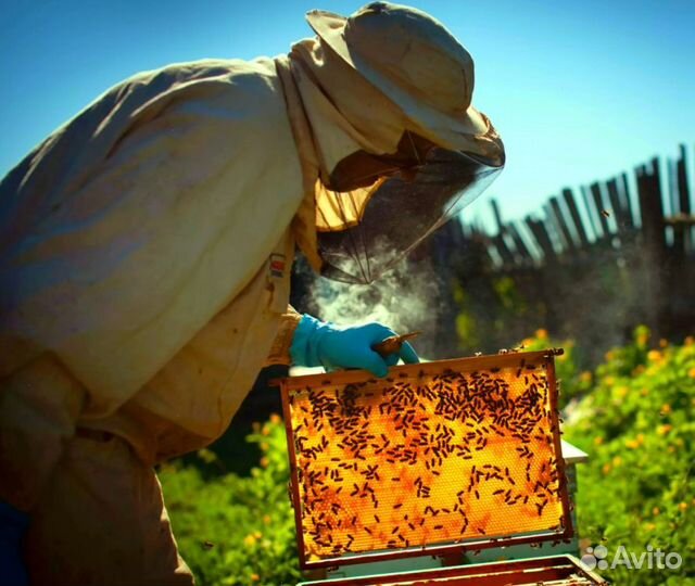 2024 Мёд натуральный из Алтая оптом