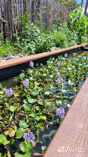 Пистия Водный гиацинт