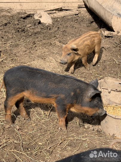 Поросята венгерской мангалицы